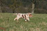 BERGER AUSTRALIEN PUPPIES 694
